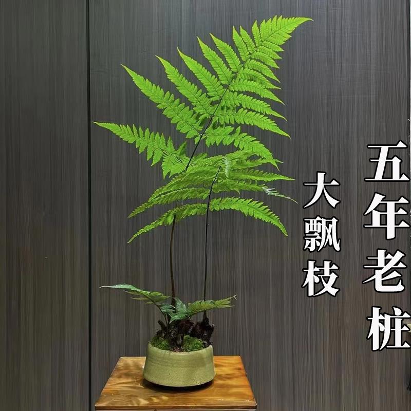 蕨类植物苔藓球水培四季小型厥类绿植老桩盆景造景大型一叶蕨盆栽 - 图1