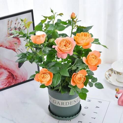 【带花苞发】玫瑰月季花苗浓香特大花卉绿植物室内外庭院阳台盆栽 - 图0