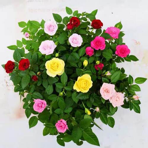 【带花苞发】玫瑰月季花苗浓香特大花卉绿植物室内外庭院阳台盆栽 - 图1