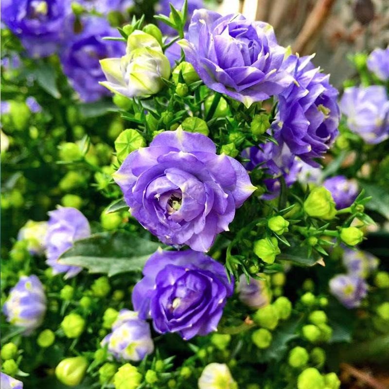 丹麦风铃花盆栽重瓣带花苞四季开花风铃草室内阳台带盆花卉绿植苗-图2