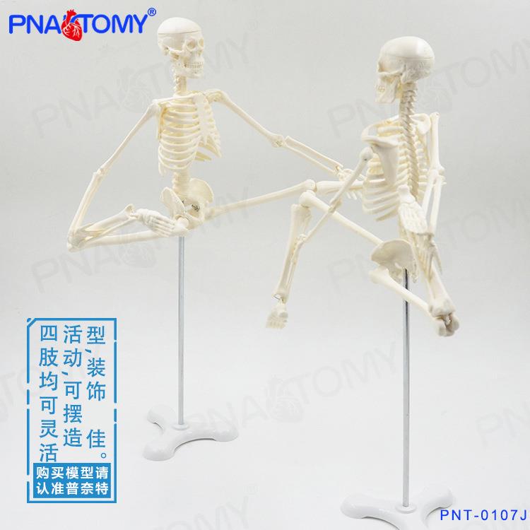 45cm小型可拆卸骨骼人体模型瑜伽教学骨架骷髅骨万圣节玩具礼品-图1