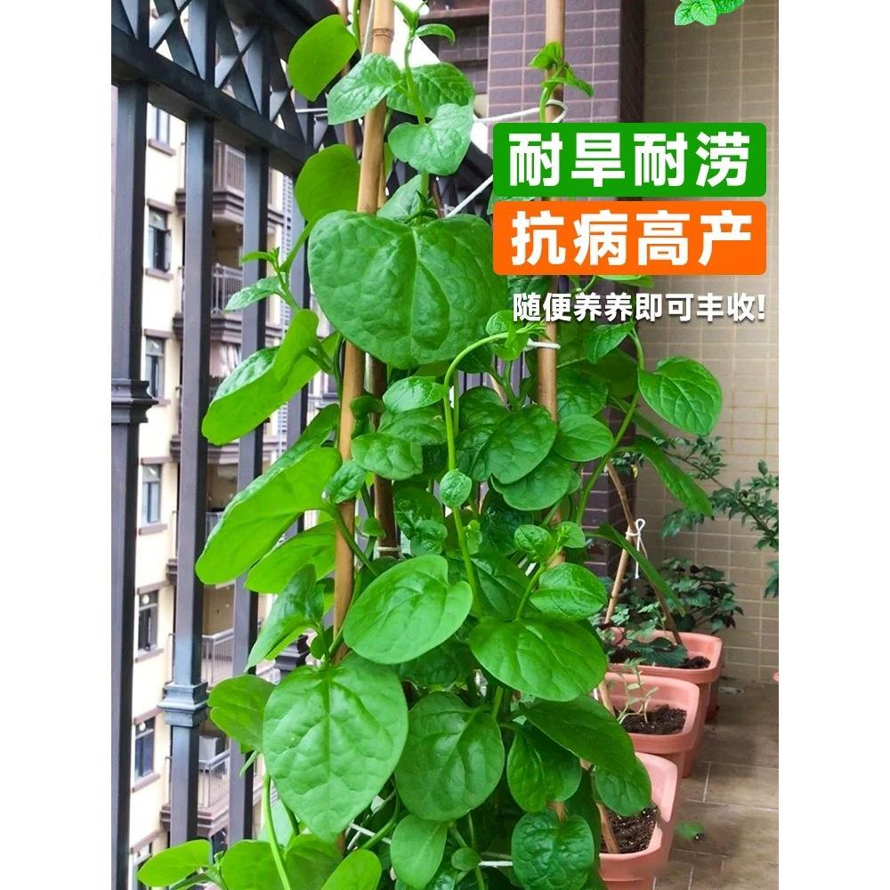 大叶木耳菜种子高钙肉厚耐高温四季播种青菜室外阳台盆栽蔬菜种籽-图1