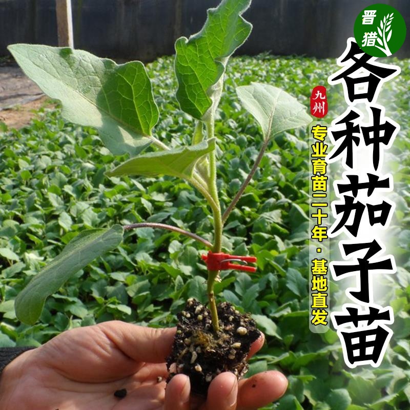 蔬菜苗秧辣椒苗番茄苗茄子苗黄瓜苗四季播种阳台盆栽水果树苗大全-图1