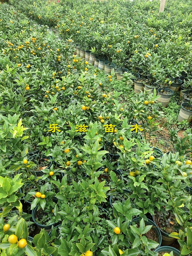 金桔盆栽地栽果树苗油皮金桔四季食用金钱桔南北方阳台庭院种植