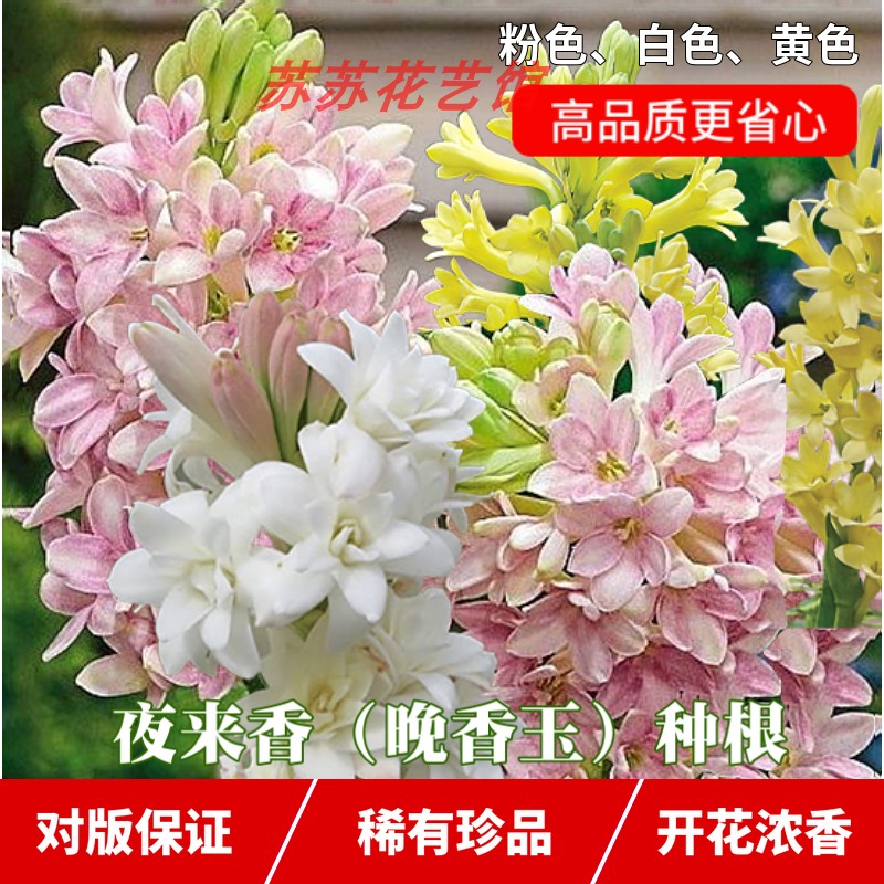 重瓣晚香玉种球夜来香花苗浓香型多年生植物室内外庭院四季易活花-图0