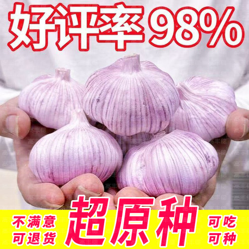农科院高产大蒜种子籽2026新紫皮红皮大蒜种太空9号特大蒜头蒜种 - 图3