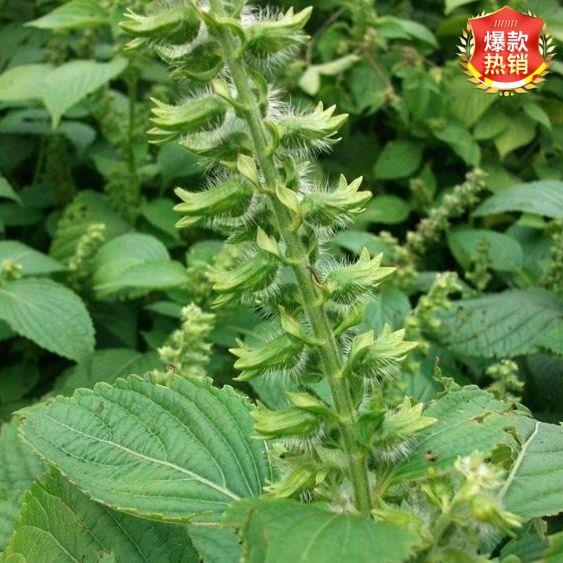 西北紫苏子荏籽500g甘肃特产西北黑荏黄土山地种植新货生紫苏 - 图0