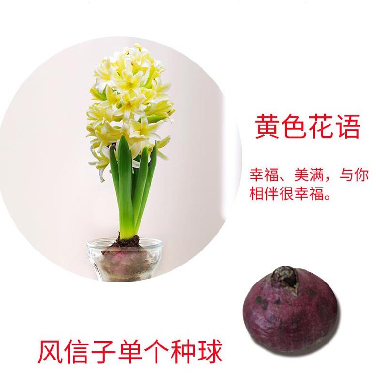 紫色水仙花 新人首单立减十元 21年7月 淘宝海外 紫色水仙花 新人首单立减十元 21年7月 淘宝海外