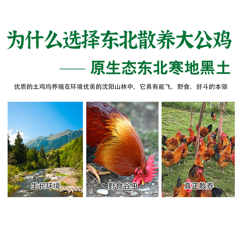 东北农家土鸡农村大公鸡整鸡纯粮散养4斤现杀公鸡走地溜达鸡笨鸡,淘宝优惠券,粉丝福利购,淘宝优惠卷