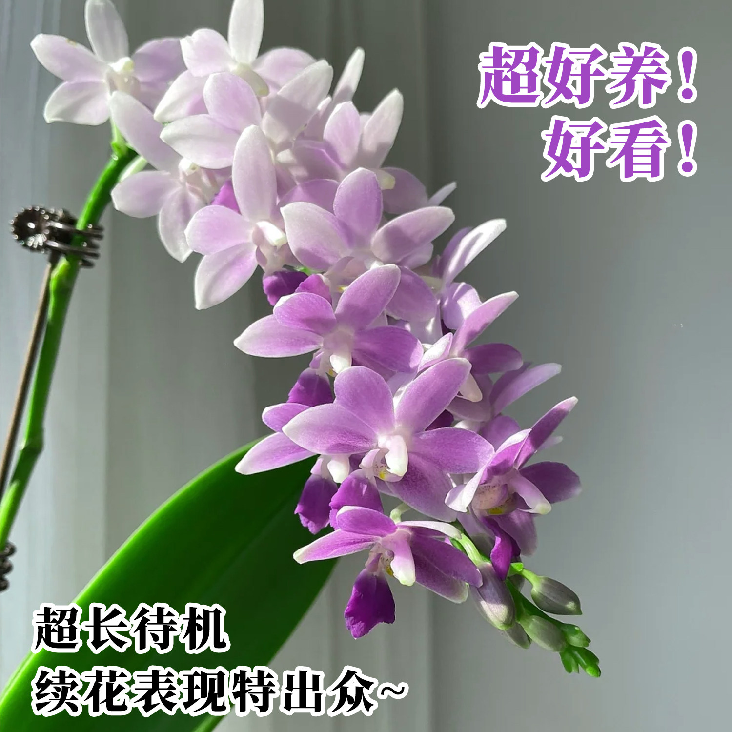 轻奢马卡龙蝴蝶兰蓝星蓝宝石带花苞盆栽香奈儿室内鲜花卉好养精品,淘宝优惠券,粉丝福利购,淘宝优惠卷