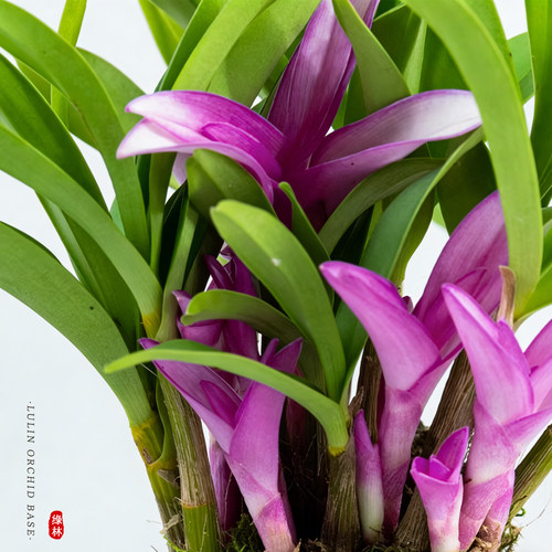 澳洲七彩香水石斛兰水培冬带花苞盆栽 四季名贵好养植物花卉绿植 - 图1