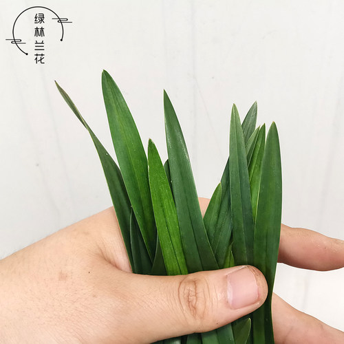 精品兰花苗 建兰矮种粉黛佳人夏季带花苞 香水花卉客厅盆栽草耐旱 - 图1