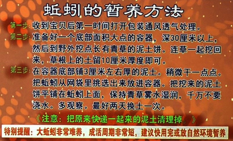 黑蚯蚓活饵泥土通用包邮牛粪臭蚯蚓黄鳝野钓鱼饵垂钓鱼食中号腥臭-图1