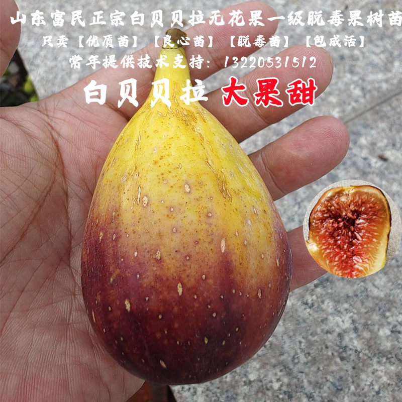 白无花果树 Top 59件白无花果树 22年12月更新 Taobao