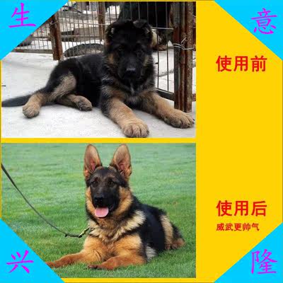 立耳神器狗狗塑型矫正器柯基法斗德牧狗竖耳器牧马犬犬用支架 虎窝淘