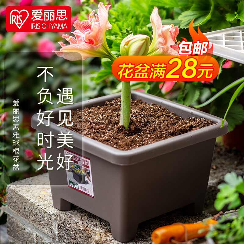 球根植物球根花卉 新人首单立减十元 22年2月 淘宝海外