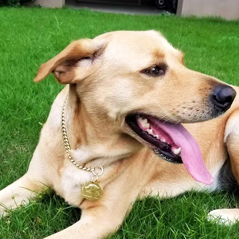黄铜金色狗链子宠物狗牌身份牌定制套装法斗恶霸小中大型犬铭牌 - 图2