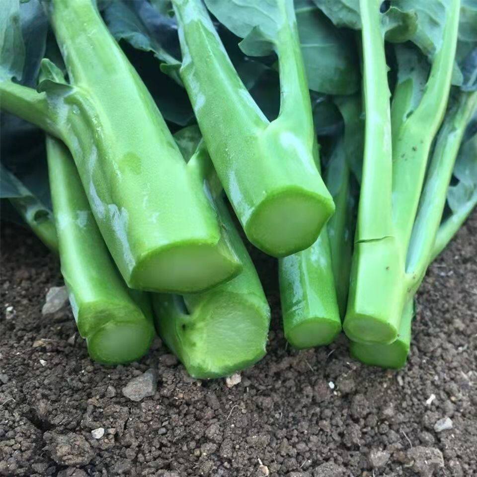 新鲜精选当季广东芥兰芥蓝现摘现发绿色时令蔬菜整箱农家青菜直发