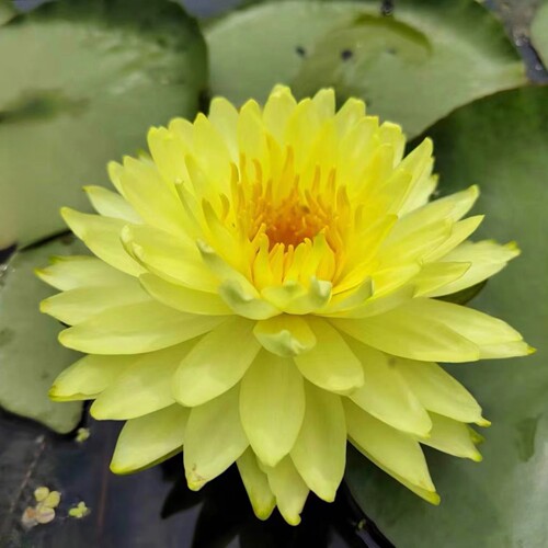 进口精品耐寒睡莲带花苞发货池塘睡莲花水池水培植物四季睡莲花苗 - 图0