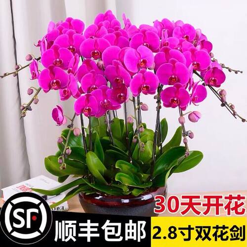 蝴蝶兰花苗带花剑带花苞盆栽兰花大苗客厅室内植物花卉四季好养活 - 图2