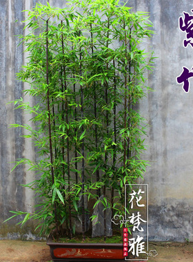 竹子苗庭院四季耐寒植物室外观赏竹子盆栽紫竹苗黄金竹罗汉竹绿植