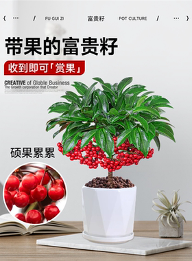 富贵籽盆栽黄金万两植物带果子红果客厅招财室内好养懒人花卉绿植