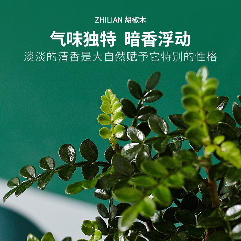 胡椒木盆栽清香植物四季常青室内净化空气好养桌面庭院客厅盆景木