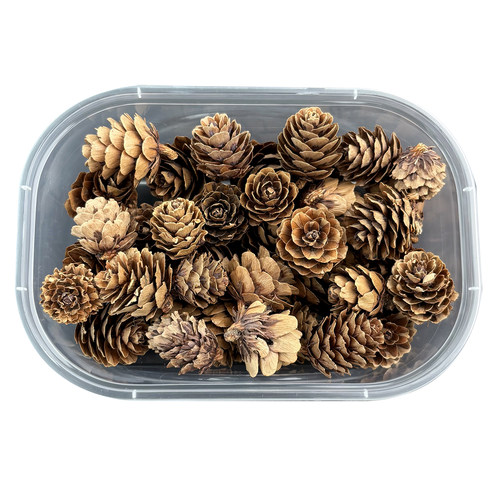 开口笑水杨子DIY花材 落叶松五眼果露露通足球果 教师节手工干花 - 图3