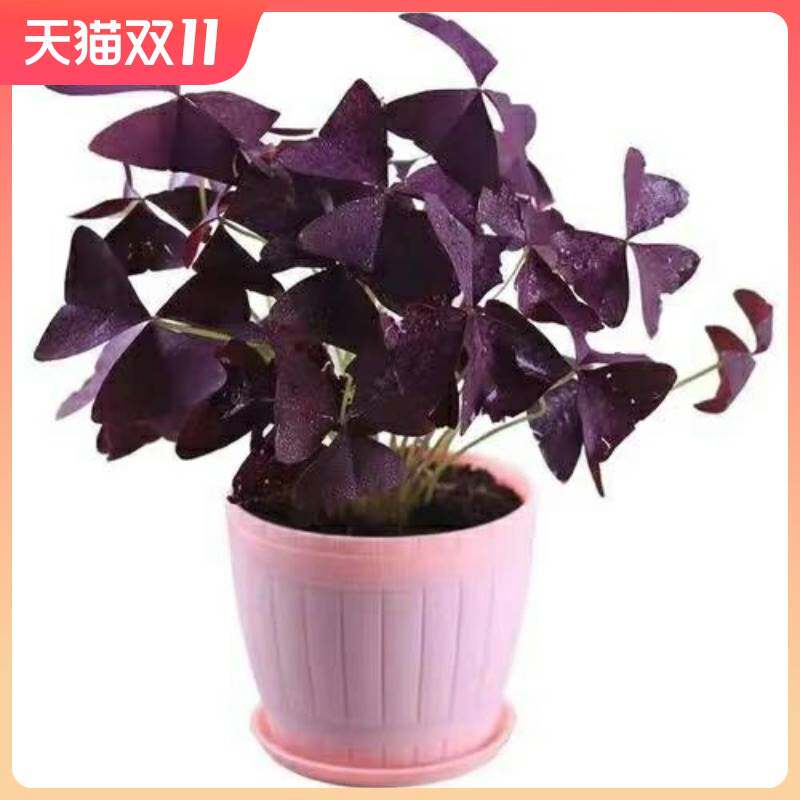 现货 oxalis obtusa apricot cream 杏仁奶油 秋植酢浆草种球