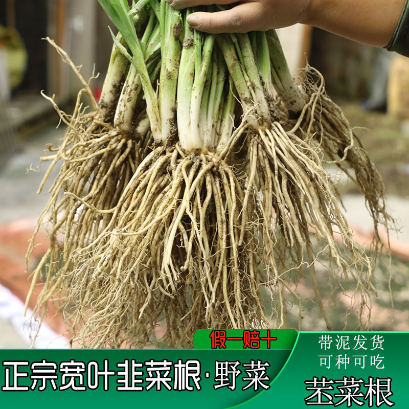 花卉盆载绿植贵州云南韭菜根苤菜根办公盆栽宽叶韭石韭观音菜带泥