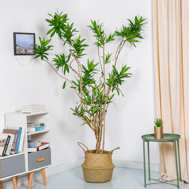 花兮绘金心百合竹大盆栽老桩金边龙血树客厅绿植一物一拍室内植物