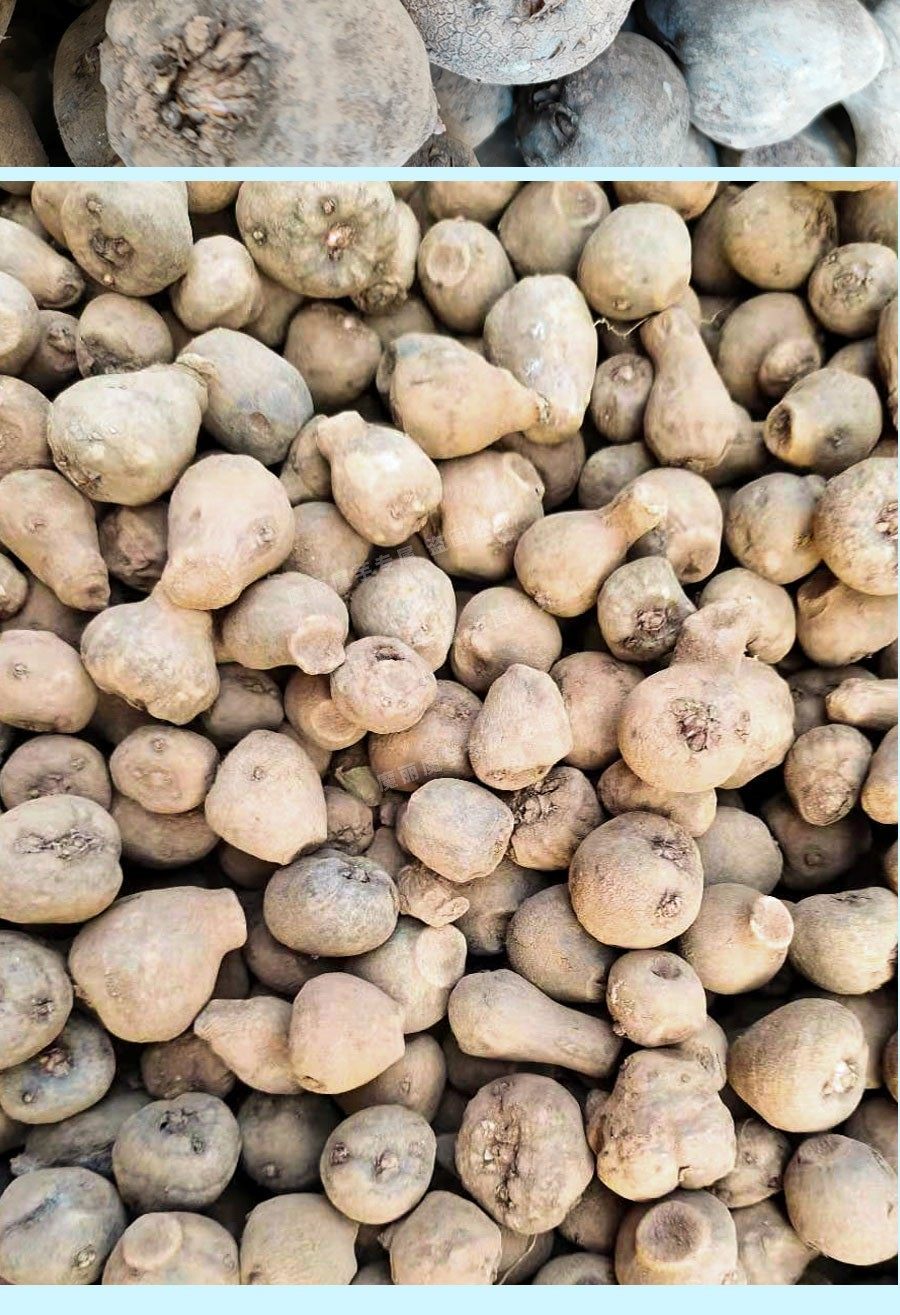 魔芋种子10颗四季播种阳台庭院种植蔬菜种子,淘宝优惠券,粉丝福利购,淘宝优惠卷