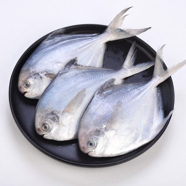 Pomfret, fresh frozen silver pomfret, fresh seafood, aquatic products, sea-caught flat fish, white pomfret, extra large non-Jinchang fish