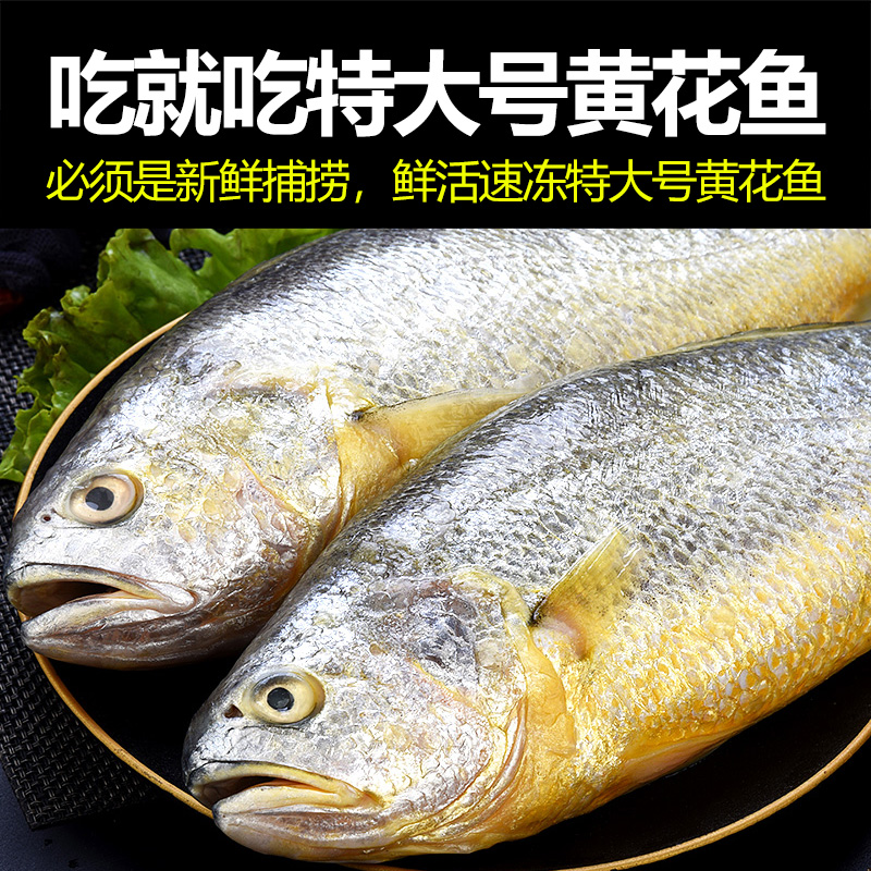 大黄花鱼新鲜冷冻生鲜小黄花鱼宁德深海鱼黄鱼鲞海鲜鱼类整箱商用 - 图0