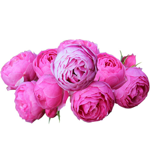 藤本月季花盆栽艾拉绒球爬藤玫瑰苗庭院攀援花卉植物蔷薇攀爬阳台 - 图3