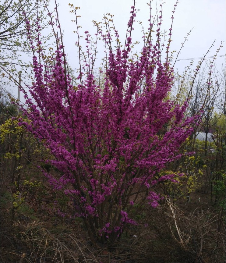 紫荆花树苗盆栽四季耐寒植物室内外阳台庭院花卉满条红丛生紫荆树