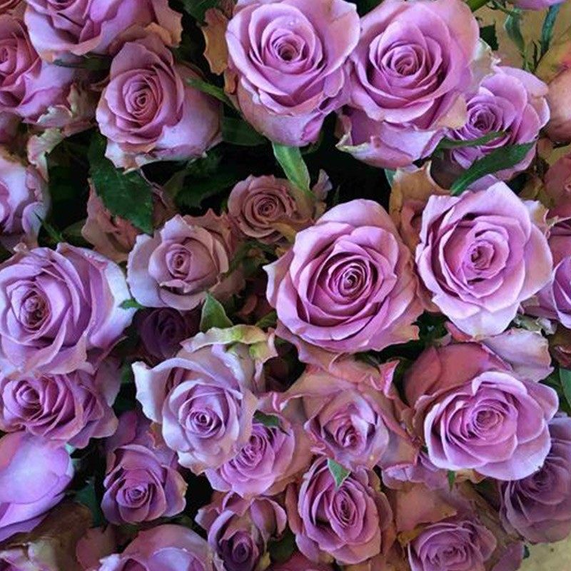 灌木小苗合集2欧月切花月季黑巴克黄油朱砂碗花卉盆栽阳台四季,淘宝优惠券,粉丝福利购,淘宝优惠卷