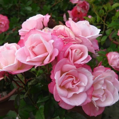 【樱霞】藤本月季蔷薇月季扦插花苗庭院阳台盆栽攀爬四季花卉,淘宝优惠券,粉丝福利购,淘宝优惠卷