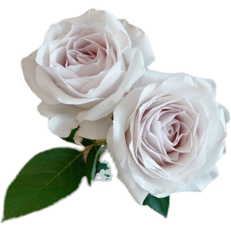 银色衬裙 超新品花园玫瑰月季花苗盆栽阳台月季灰紫色调,淘宝优惠券,粉丝福利购,淘宝优惠卷