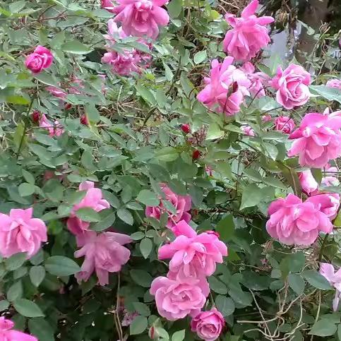 中国古老月季 月月粉 粉红半藤本香花香水月季 四季开花 适应性强