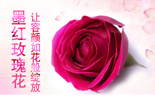 云南高原食用玫瑰干花 墨红干花冠泡茶花茶干玫瑰花一朵一泡 100g - 图1