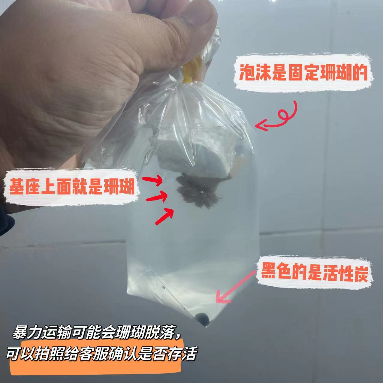 包邮荧光绿草皮珊瑚长须新手入门lps软体人工繁殖好养生物海缸-图3