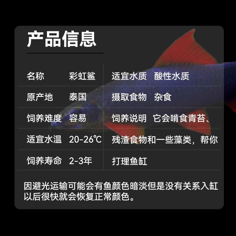 清道夫活体彩虹鲨鱼金苔鼠淡水热带观赏鱼专吃屎垃圾粪便清理藻类 - 图1