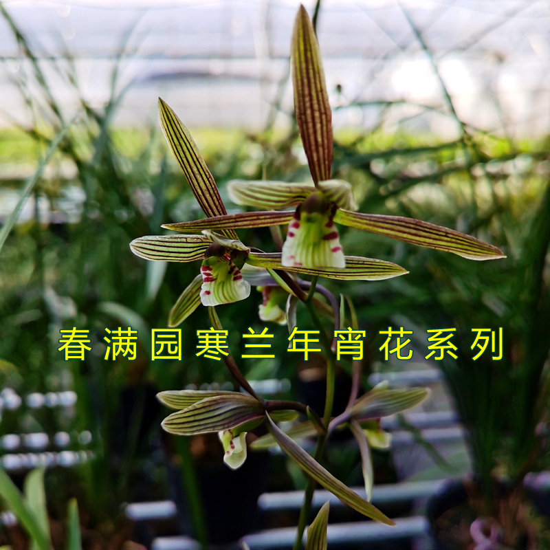 兰科专用土壤种植土弱酸性通用型营养土建兰寒兰花苗植料新土促销-图0