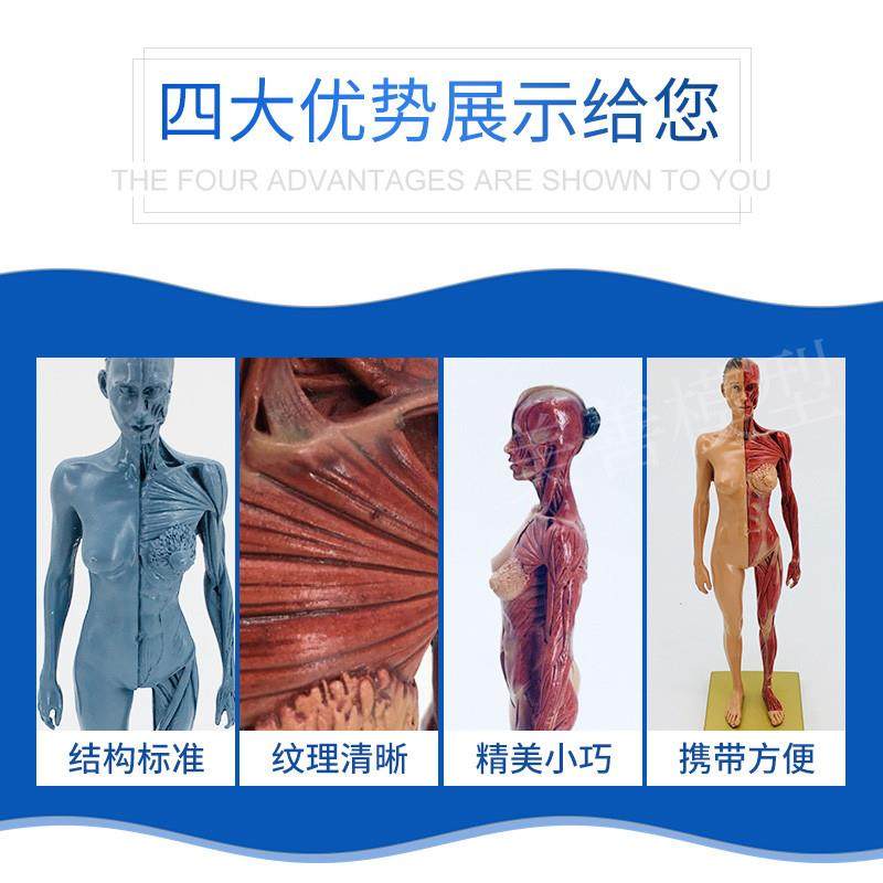 原装适用人体肌肉模型组织骨骼骨架解剖模型医用学生教学模型用具,淘宝优惠券,粉丝福利购,淘宝优惠卷