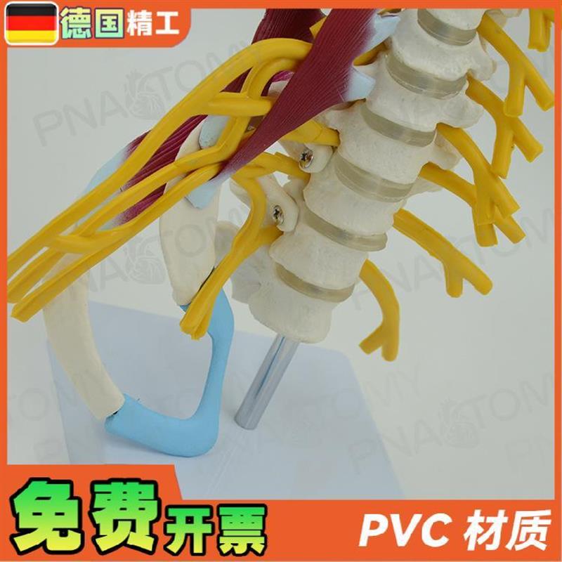 原装适用德国】人体颈椎肌肉神经骨骼解剖模型动脉枕骨椎间盘医学 - 图2