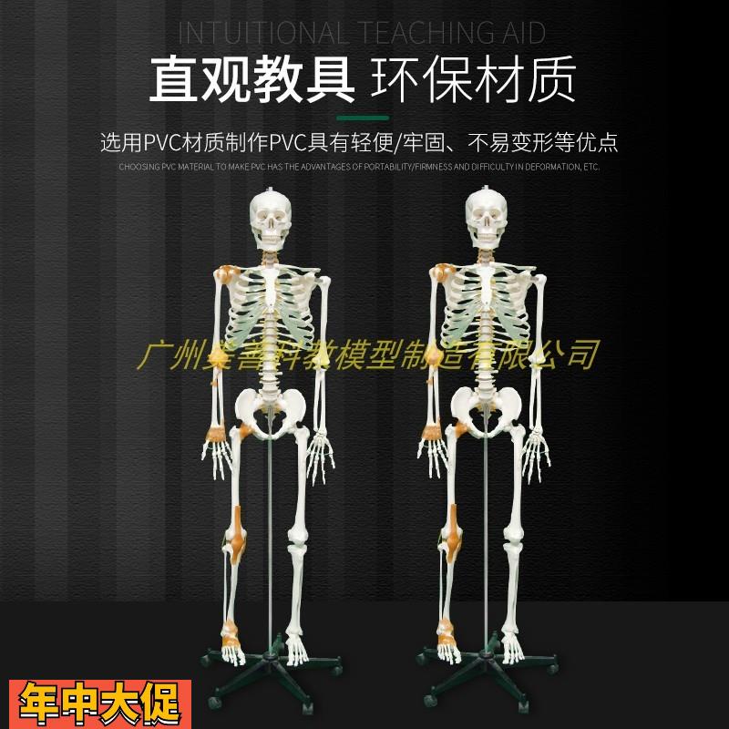 170cm人体骨骼模型附半边韧解剖博物馆骨科教学医用骷髅骨架标本 - 图0
