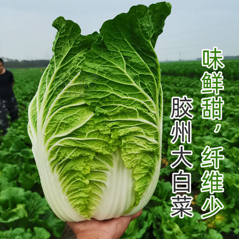 山东胶州大白菜种子种籽孑子籽种大全黄心子白莱夏阳小义和秋四季,淘宝优惠券,粉丝福利购,淘宝优惠卷