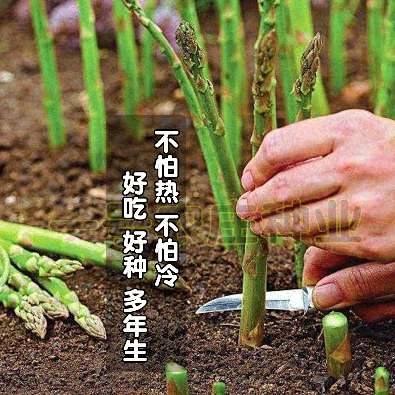 芦笋种孑种子苗根苗种根根种苗盆栽根苗籽带土蔬菜菜种籽蔬菜种子,淘宝优惠券,粉丝福利购,淘宝优惠卷