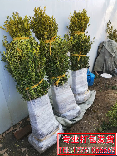 独杆黄杨树苗小叶瓜子黄杨苗大型庭院地栽耐寒四季常青盆景素材苗 - 图0